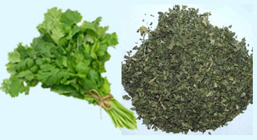 Dehydrated Coriander Leaves - Garon Dehydrates Pvt. Ltd.