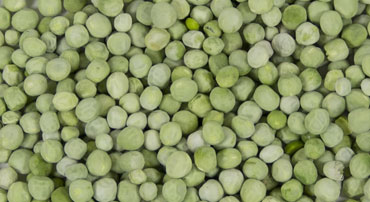 Freeze Dried - Vegetables Peas - Garon Dehydrates Pvt. Ltd.