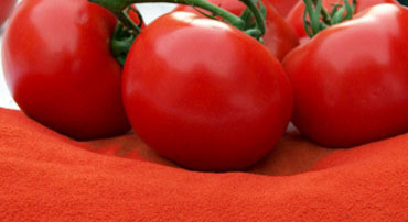 Tomato Powder Manufacturers In India- Garon Dehydrates Pvt. Ltd.