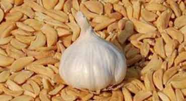 Garlic Flakes Manufacturers in Indore